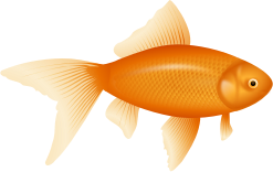 openclipart圖庫：Goldfish, auksinÄ— Å¾uvelÄ—
