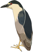 openclipart圖庫：Bihoreau gris - Night heron