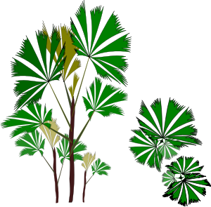 openclipart圖庫：Palm-Raphis-01
