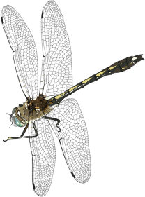 openclipart圖庫：Libelulle, dragonfly