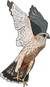 openclipart圖庫：Faucon emerillon - Merlins falcon