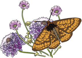 openclipart圖庫:Papillon Damier de la succise - Marsh fritillary butterfly openclipart圖庫:Papillon Damier de la succise - Marsh fritillary butterfly