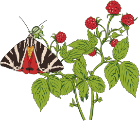 openclipart圖庫：Papillon Ecaille chinee sur framboisier - Mottled Tortoiseshell butterfly on a Rapsberry