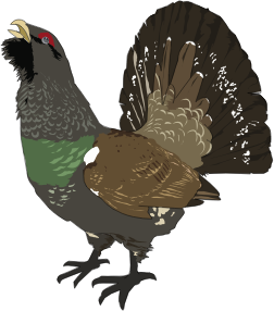 openclipart圖庫：Grand tetra (Coq de bruyere) - Grouse