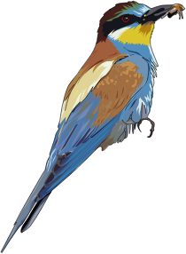openclipart圖庫：European Bee-eater