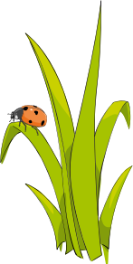 Clipart - Coccinelle sur brin d-herbe - Ladybird on blade of grass.