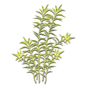 openclipart圖庫：plant-01