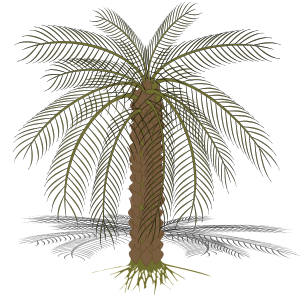 openclipart圖庫：palm-02