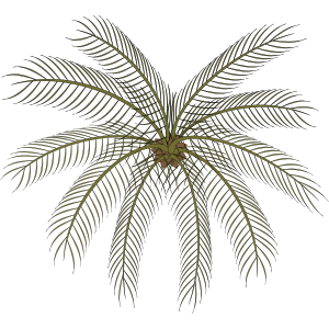 openclipart圖庫：palm-02a