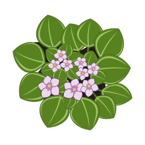 openclipart圖庫：african violets