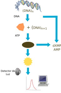 openclipart圖庫：pyrosequencing