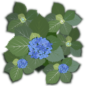 openclipart圖庫：Hydrangea macrophylla