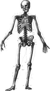 openclipart圖庫：Human Skeleton