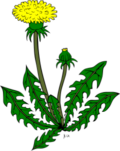 openclipart圖庫：KU taraxacum officinale