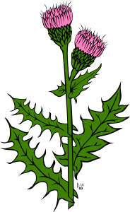 openclipart圖庫：KU cirsium arvense