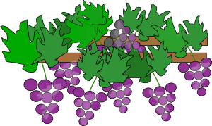 openclipart圖庫：Grapes Growing for Wine