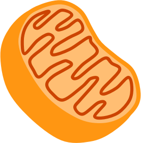 openclipart圖庫：Mitochondria