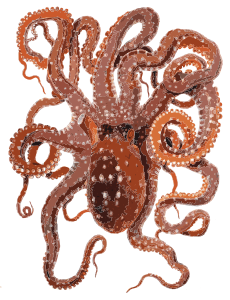 openclipart圖庫：Request Cute Octopus