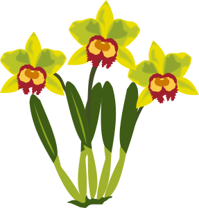 openclipart圖庫：cattleya