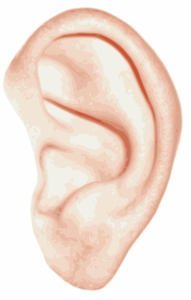 openclipart圖庫：human ear