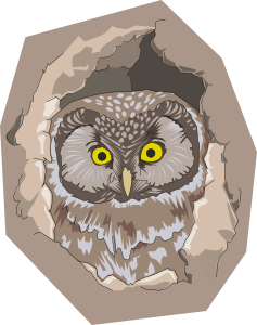 openclipart圖庫：Boreal owl