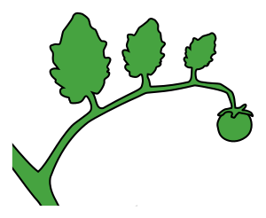 openclipart圖庫：green tomato on a vine