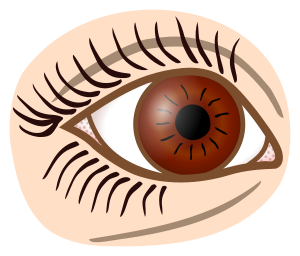 openclipart圖庫：eye - coloured