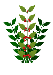 openclipart圖庫：A simple branch with berries