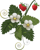 openclipart圖庫：Strawberry Plant
