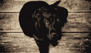 openclipart圖庫：Labrador Puppy
