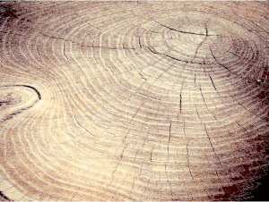 openclipart圖庫：Tree Stump Cracks