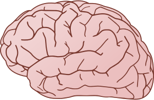 openclipart圖庫：Brain exterior side view