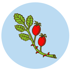 openclipart圖庫：Rose Hip Fruit