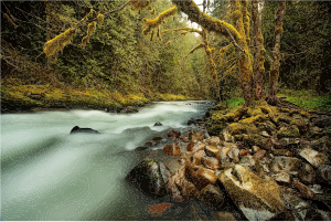 openclipart圖庫：Lush Forest Creek