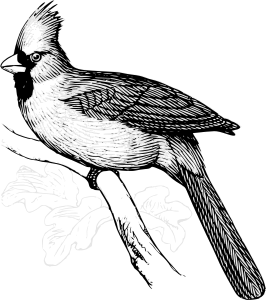 openclipart圖庫：Cardinal bird line art