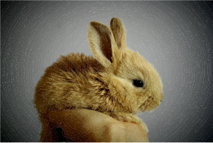 openclipart圖庫：Cute Bunny