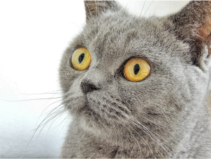 openclipart圖庫：Bright Eyed Cat
