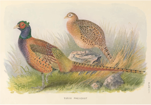 openclipart圖庫：Pheasant