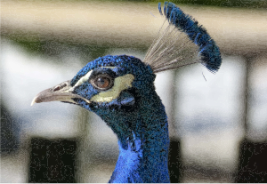 openclipart圖庫：Peacock Head Closeup