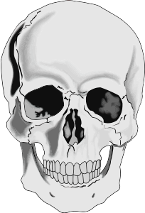 openclipart圖庫：Realistic Human Skull