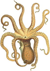 openclipart圖庫：Vintage Octopus