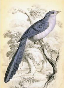 openclipart圖庫：Vintage Beautiful Bird Illustration
