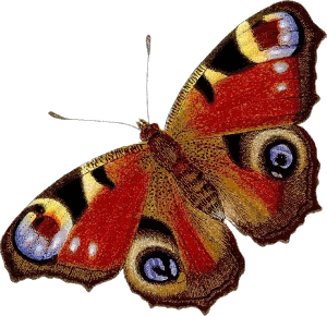 openclipart圖庫：Peacock butterfly (colour)
