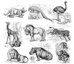 openclipart圖庫：African animals (white background)