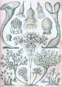 https://openclipart.org/image/300px/svg_to_png/229080/Haeckel_Ciliata.png