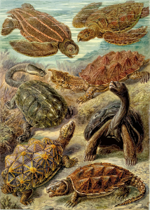 https://openclipart.org/image/300px/svg_to_png/229081/Haeckel_Chelonia.png