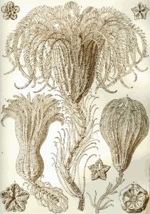 https://openclipart.org/image/300px/svg_to_png/229103/Haeckel_Crinoidea.png