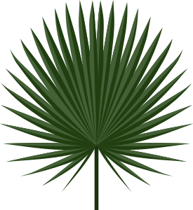 openclipart圖庫：Sabal leaf