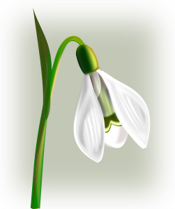 openclipart圖庫：flowers snowdrop