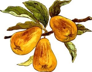 https://openclipart.org/image/300px/svg_to_png/236903/Pears.png